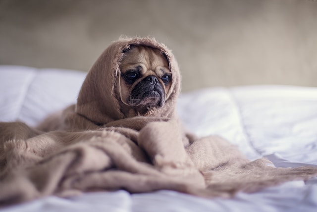 A small pug dog wrapped up in a blanket with only the face showing - eyes are wistful